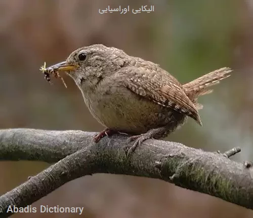 الیکایی اوراسیایی